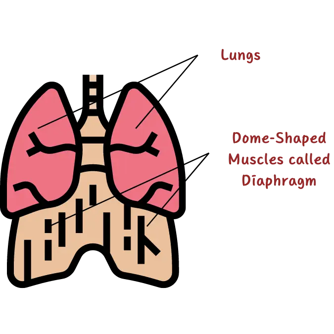 anatomy-of-diaphragm