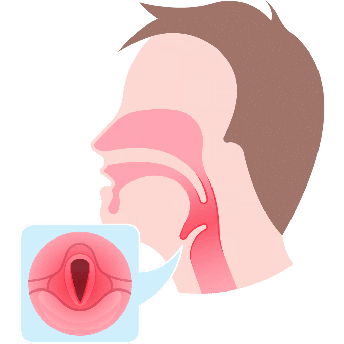 vocal-cords